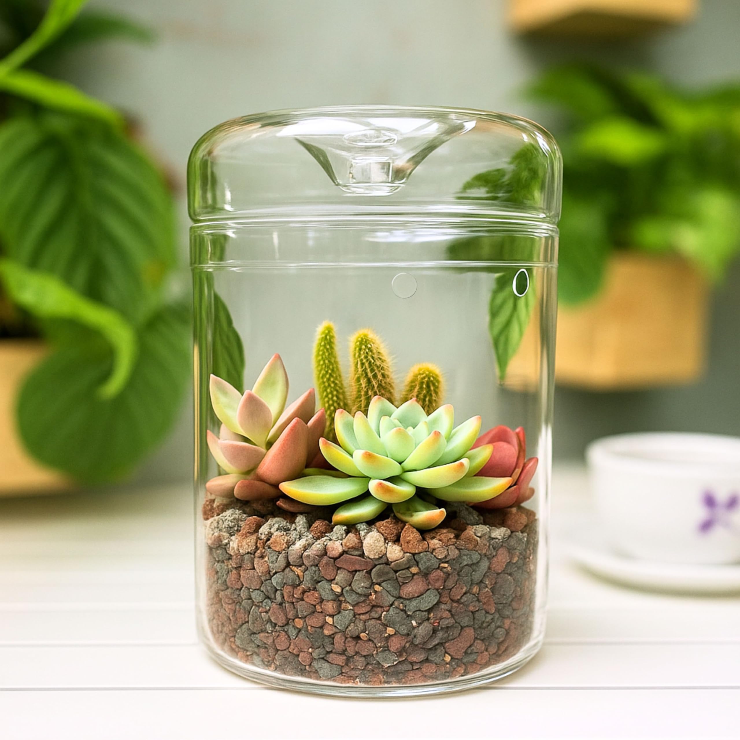 LaLaGreen - Maceta de cristal para terrario (6 x 9 pulgadas), luces de crecimiento suculentas para plantas de interior, soporte para plantas de aire, pequeño reptil, cactus, mini helecho, jardín,