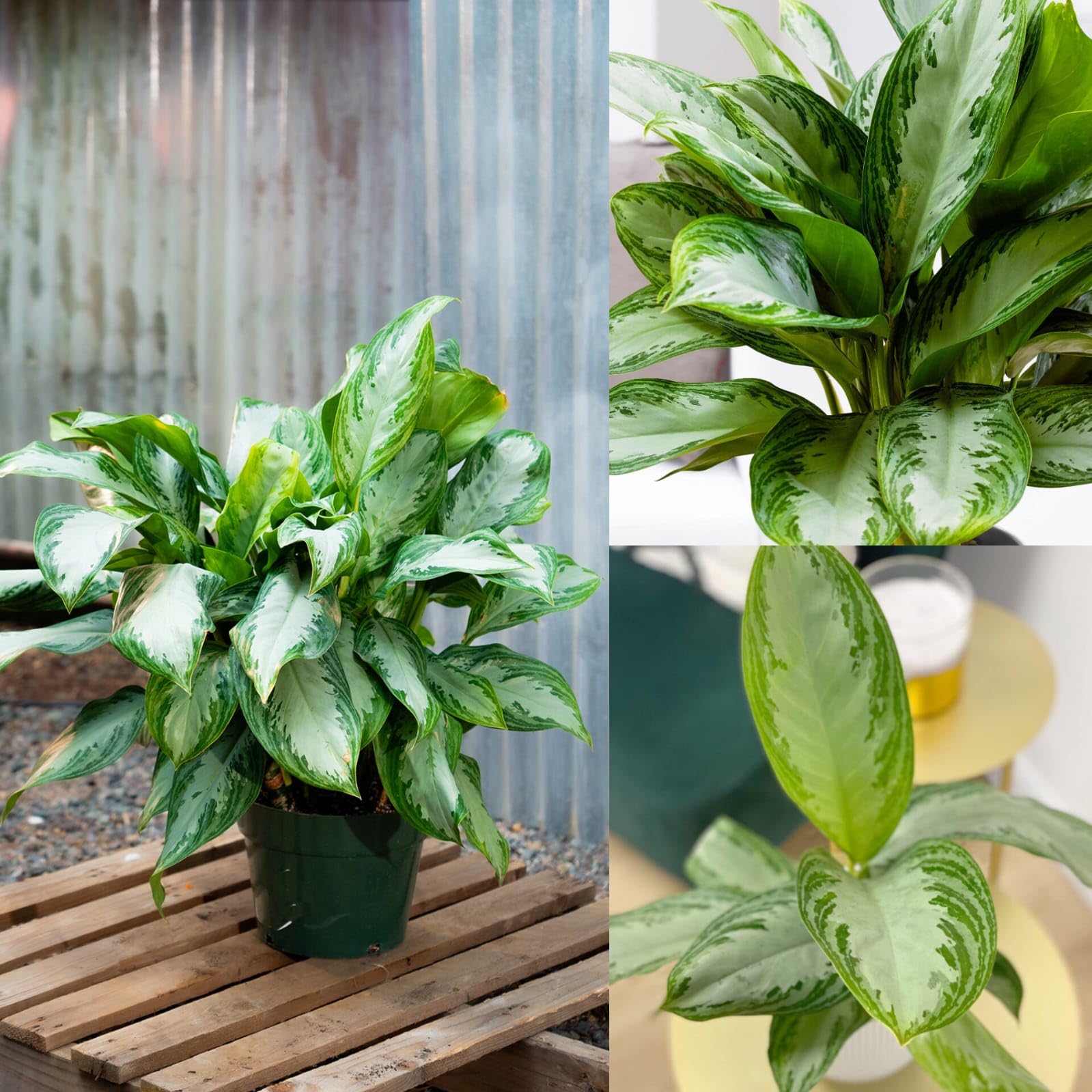 Chinese Evergreen Aglaonema Silver Bay Live Plant – Beautiful Indoor Ornamental Plant (Pack of 1 live plant)-image-44