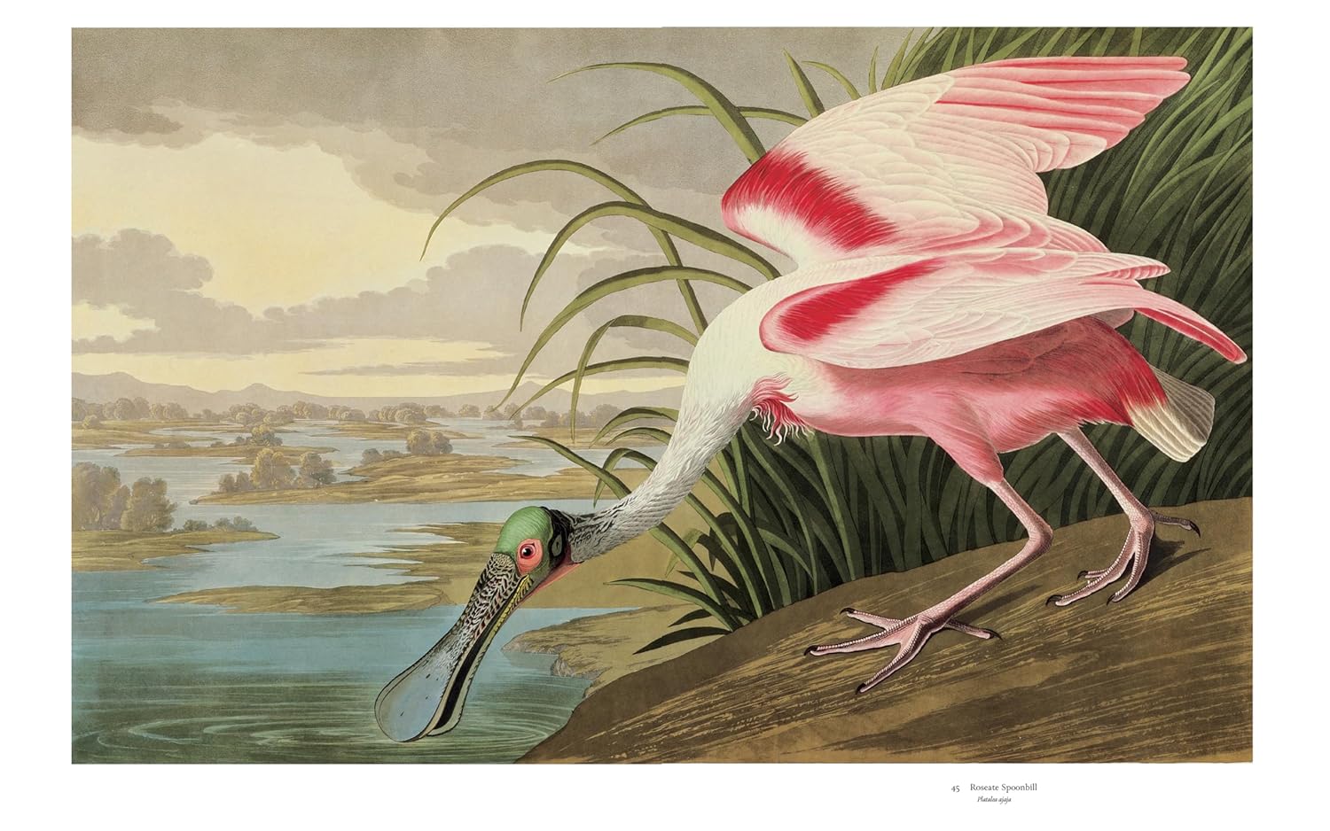 Audubon's Birds of America: The Baby Elephant Folio - Image 7