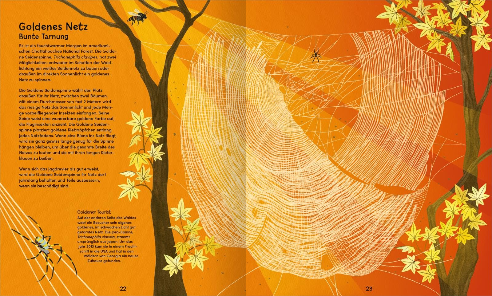 Wunderwelt der Spinnennetze: Ein besonderes Kindersachbuch ab 8 Jahren über Spinnen und ihre faszinierenden Netze – mit Silberfolie