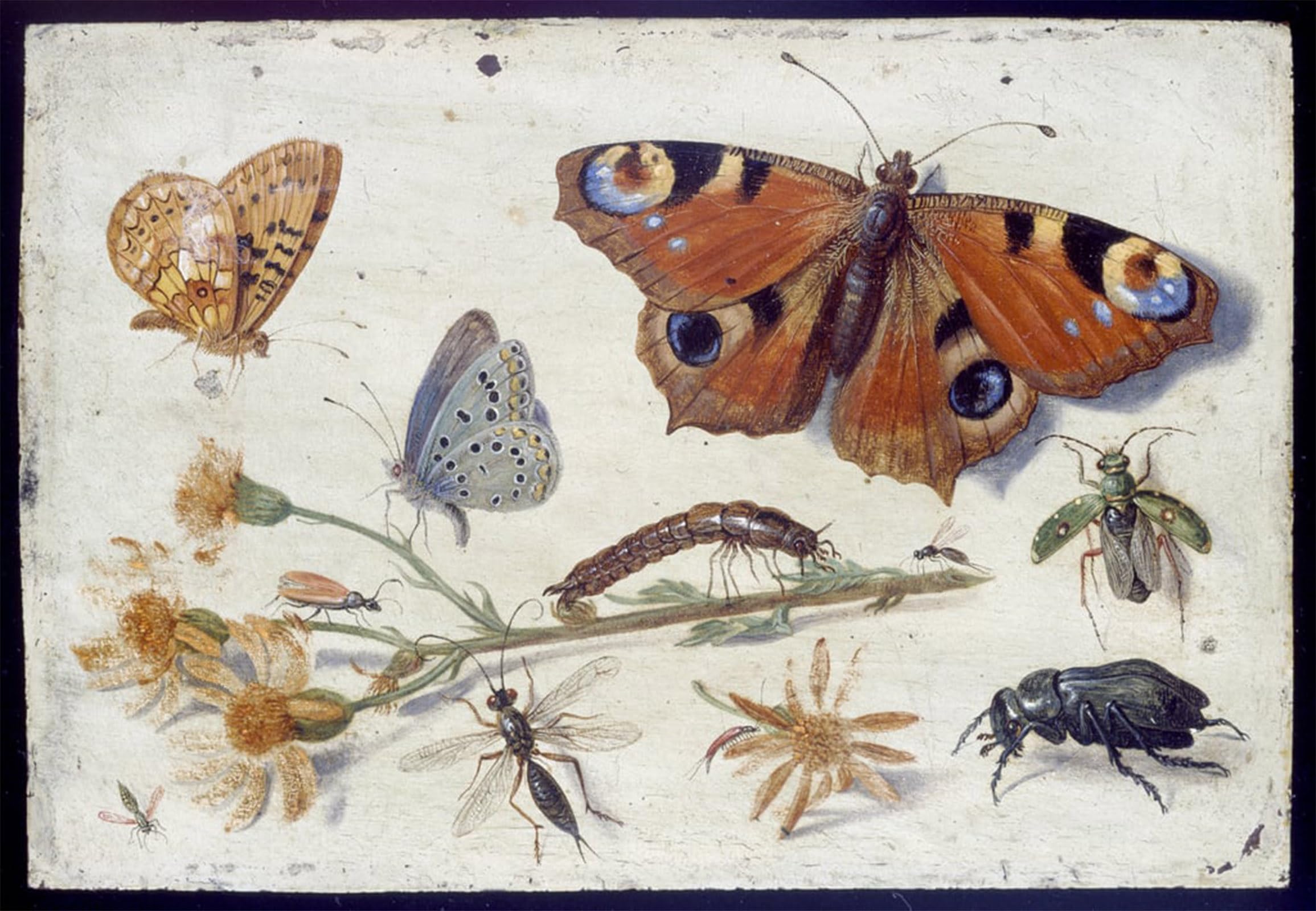 POSTERIIk Famous Print Pop Art Wall Art Graffiti Three Beetle and Other Insects with a Cutting of Ragwort by Jan Van Kessel the Elder Art Prints for Home Decor 60x90cm