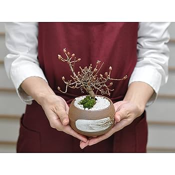 盆栽 『サツキ(珍山)』 花 インテリア 観葉植物 送料無料 b118 盆栽 『サツキ(珍山)』 花 インテリア 観葉植物 送料無料 b118