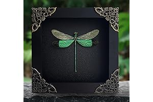 Dragonfly Picture Frame: A Showcase of Nature's Enchantment