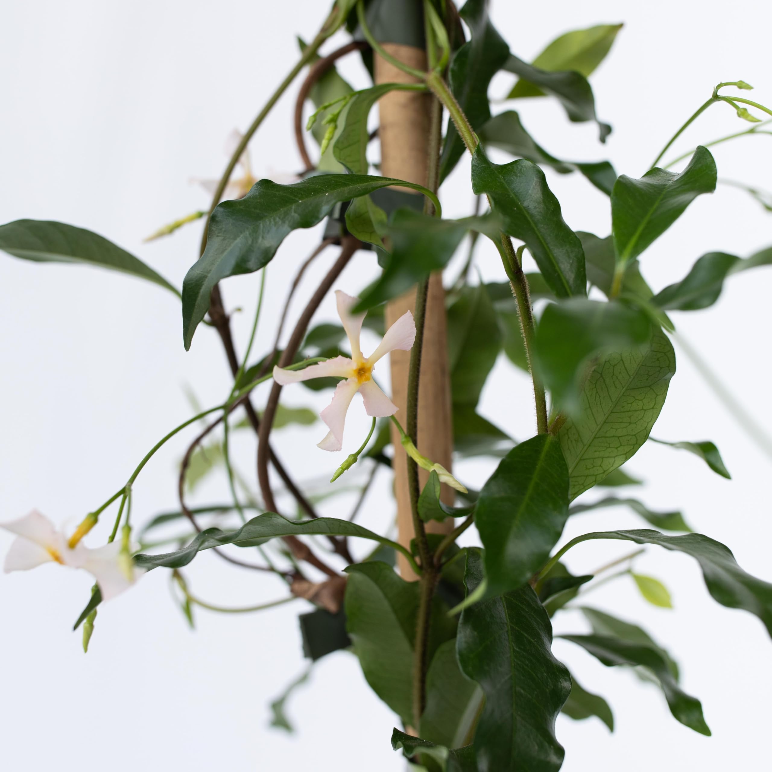 Plant in a Box - Trachelospermum jasminoides 'Pink Showers' - Set de 2 - Jasmin XL - Grimpante rustique - Pot 17cm - Hauteur 110-120cm