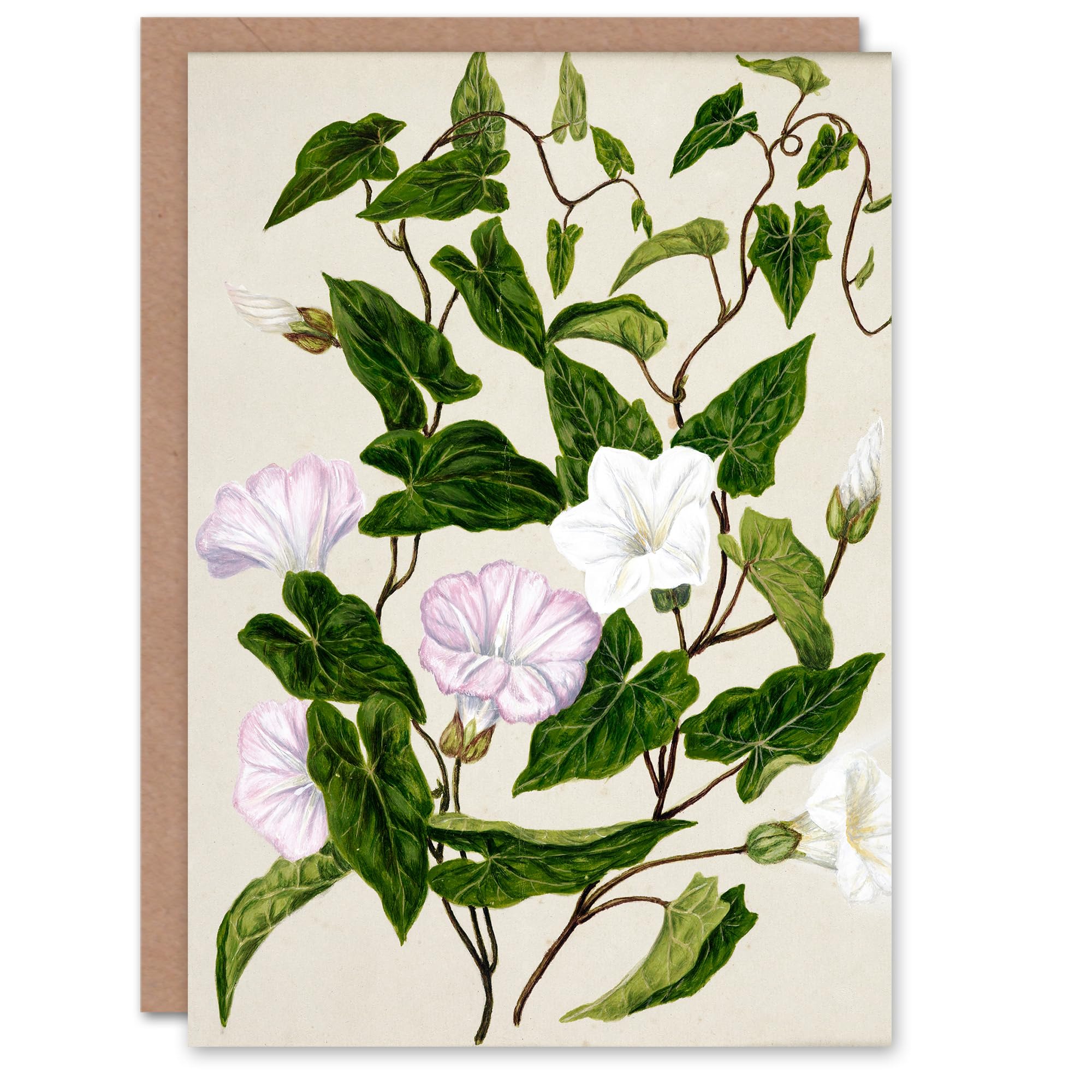 Artery8 Sarah Featon Art Card New Zealand Bindweed Wildflowers