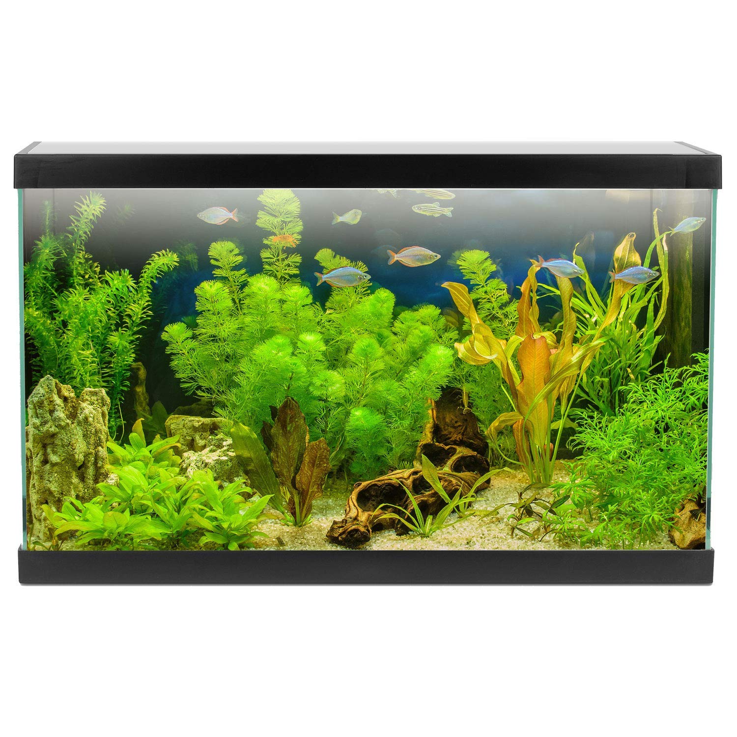 AQPET One Mini Acquario in Vetro Colore Nero 20 Litri Completo di Accessori 36x22x26h Inclusa Luce a LED