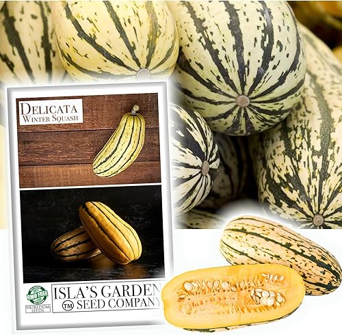 Miniatura 1 de Semillas de calabaza de invierno "Delicata" para plantar, más de 25 semillas tradicionales por paquete, semillas de jardín de Isla (semillas de