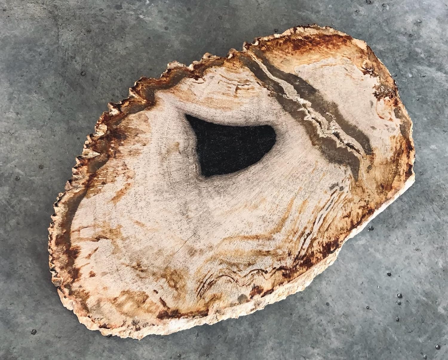 Petrified Wood Slab 6.75"