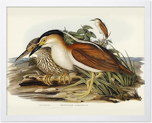 Miniatura 98 de Poster Master Póster vintage de colibríes, impresión de formas de arte retro en la naturaleza, arte de pájaros, regalo para él, ella y amante de los