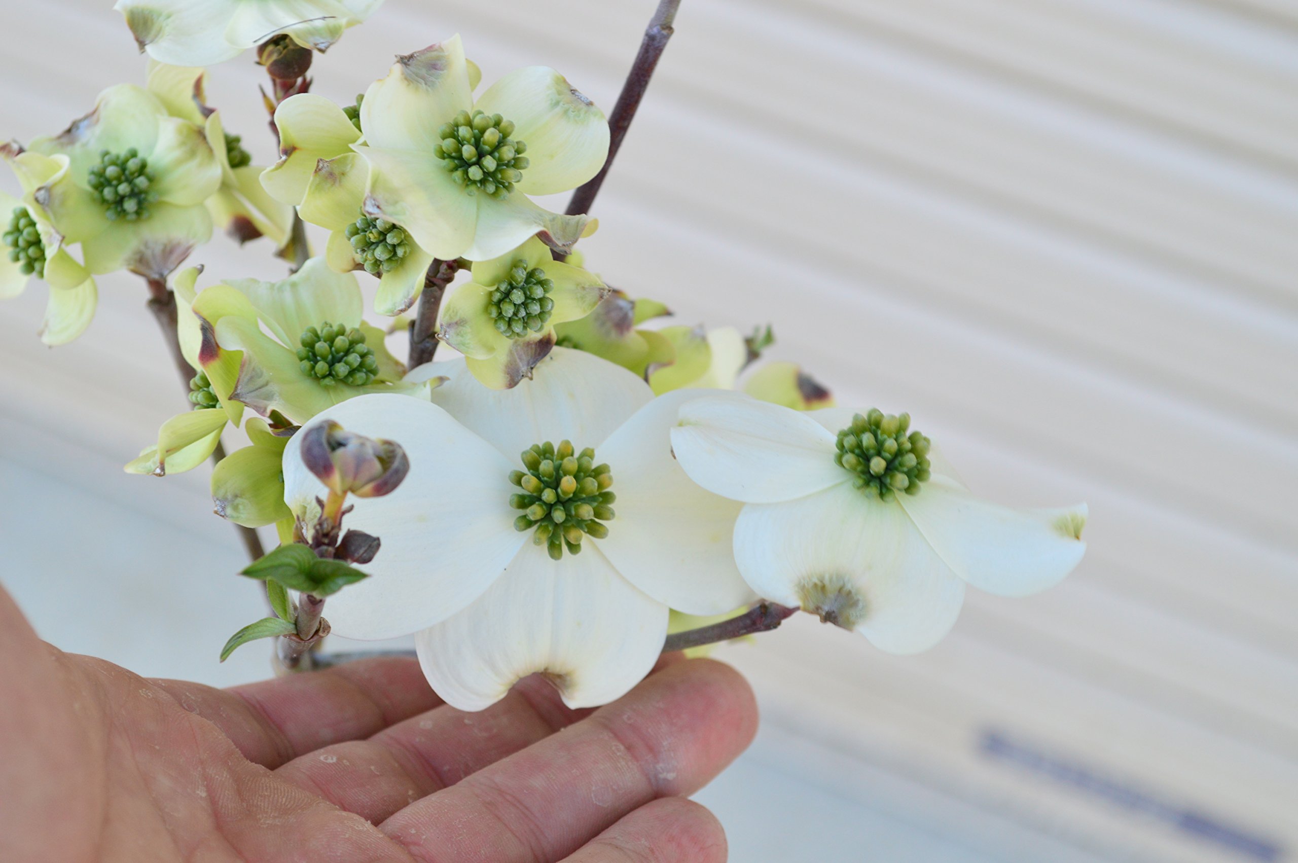 ◆ハナミズキ◆花水木◆クラウドナイン◆純白の花◆つぼみいっぱい◆シンボルツリー◆ ハナミズキ 庭木 苗 花水木の木 花水木（ハナミズキ）白花：クラウド
