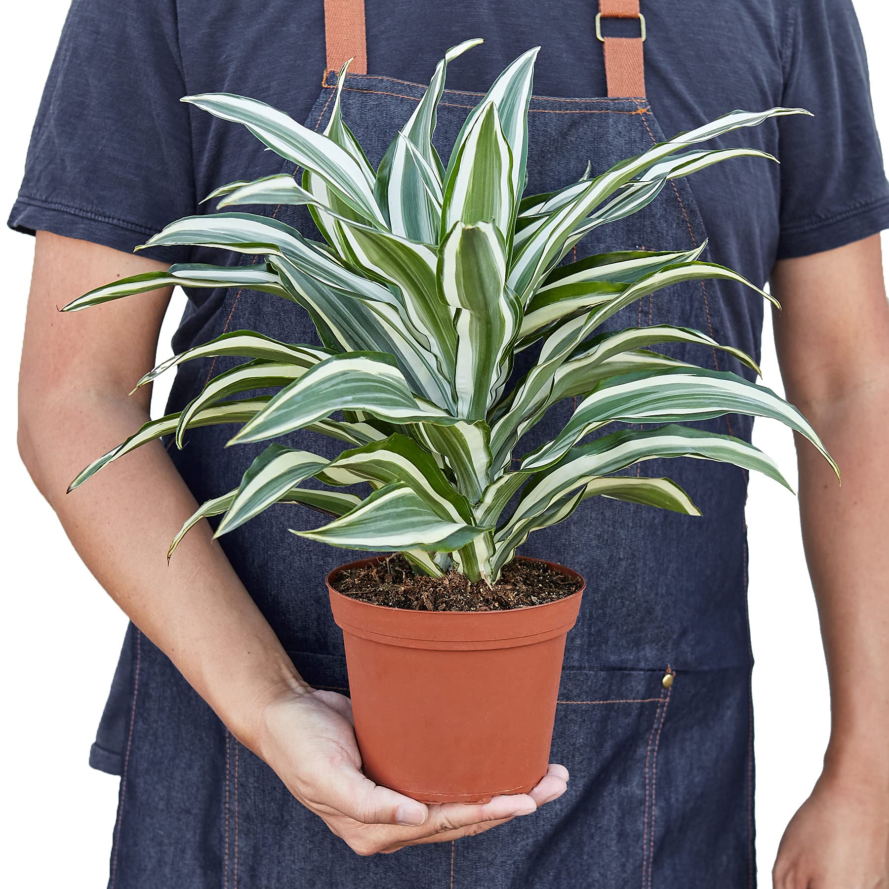 Amazon.com : House Plant Shop | Dracaena 'White Jewel' - 6" Pot | Live  Indoor Plant | Easy to Care | Natural Dcor Plant | Great Gifts| Free Care  Guide : Patio, Lawn & Garden