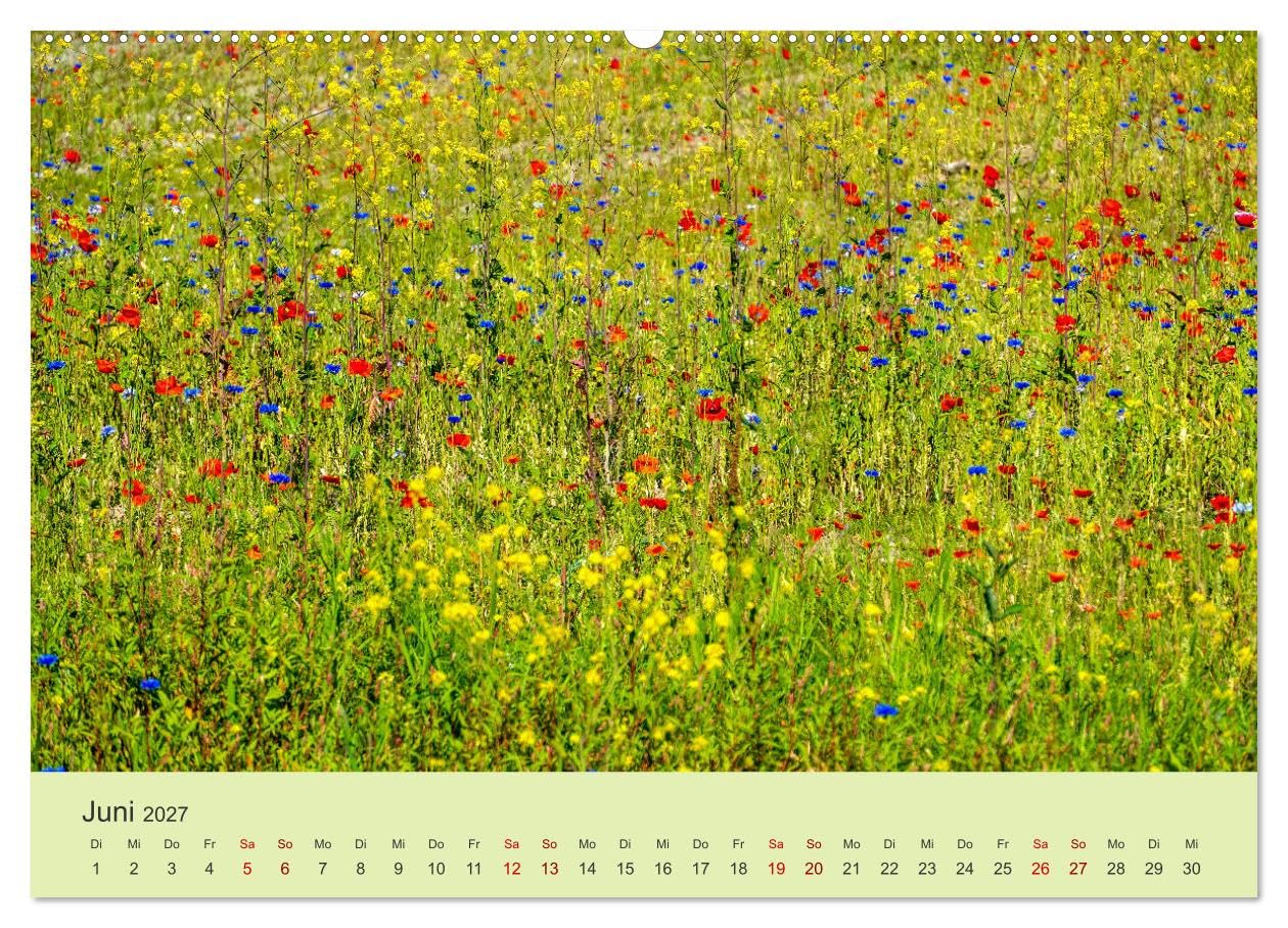 CALVENDO - Wilde Blumen - ein Spaziergang durch die Natur (hochwertiger Premium Wandkalender 2027 DIN A2 quer), Kunstdruck in Hochglanz: In den farbenfrohen Wildblumen zeigt sich die Artenvielfalt und
