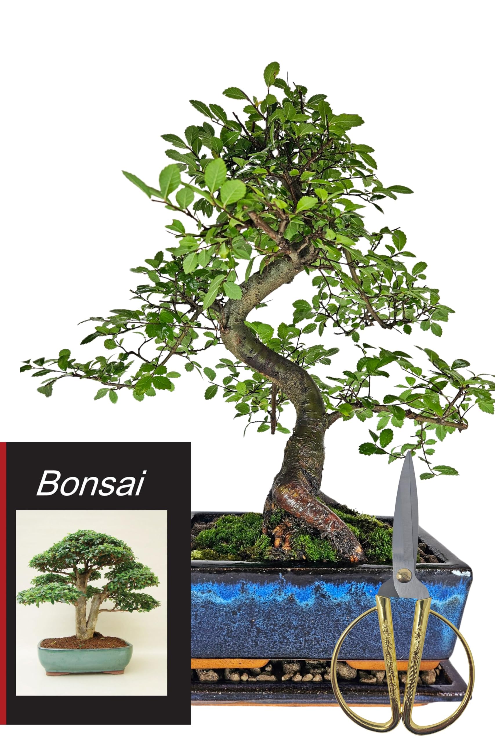 Starterset mit chinesischer Ulme – ca. 30–40 cm, 10-12 Jahre alt – inkl. Edelstahlschere, Untersetzer & Pflegebuch – Bonsai Komplettset für Einsteiger & Bonsai-Liebhaber