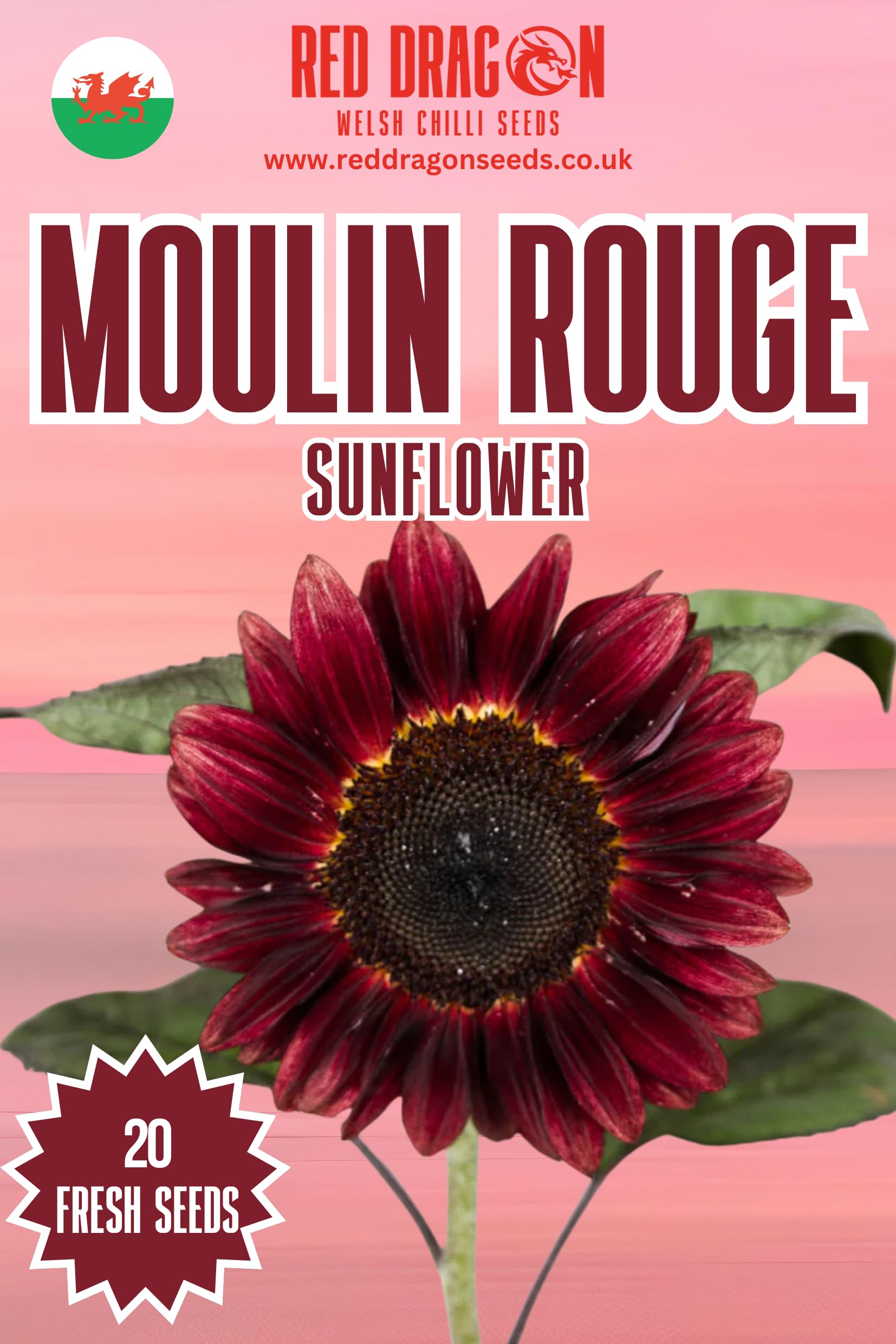 Sunflower Seeds. (Moulin Rouge) โ image 1