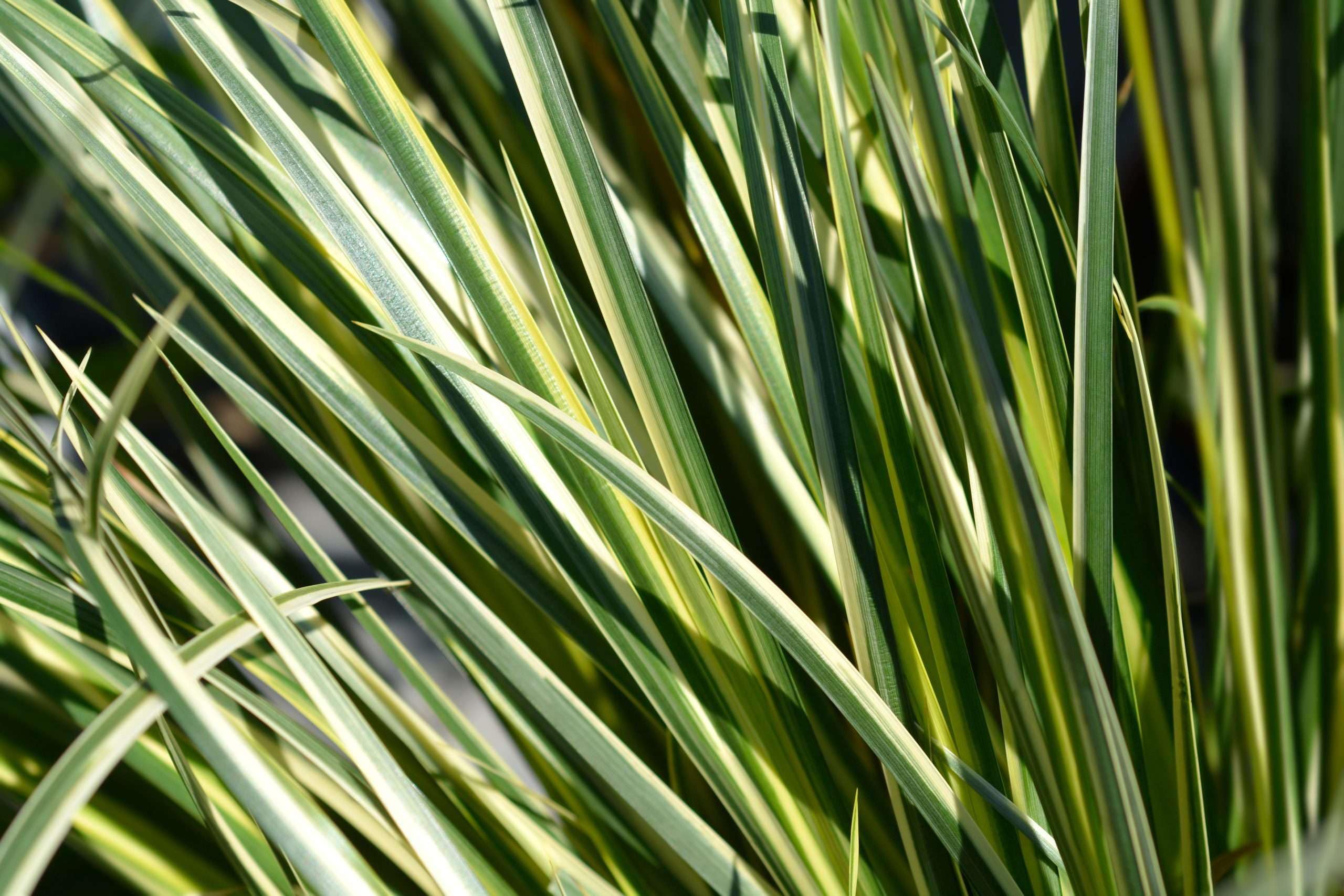 Lincsplants - Acorus gramineus variegatus-1 / 3Ltr Bareroot