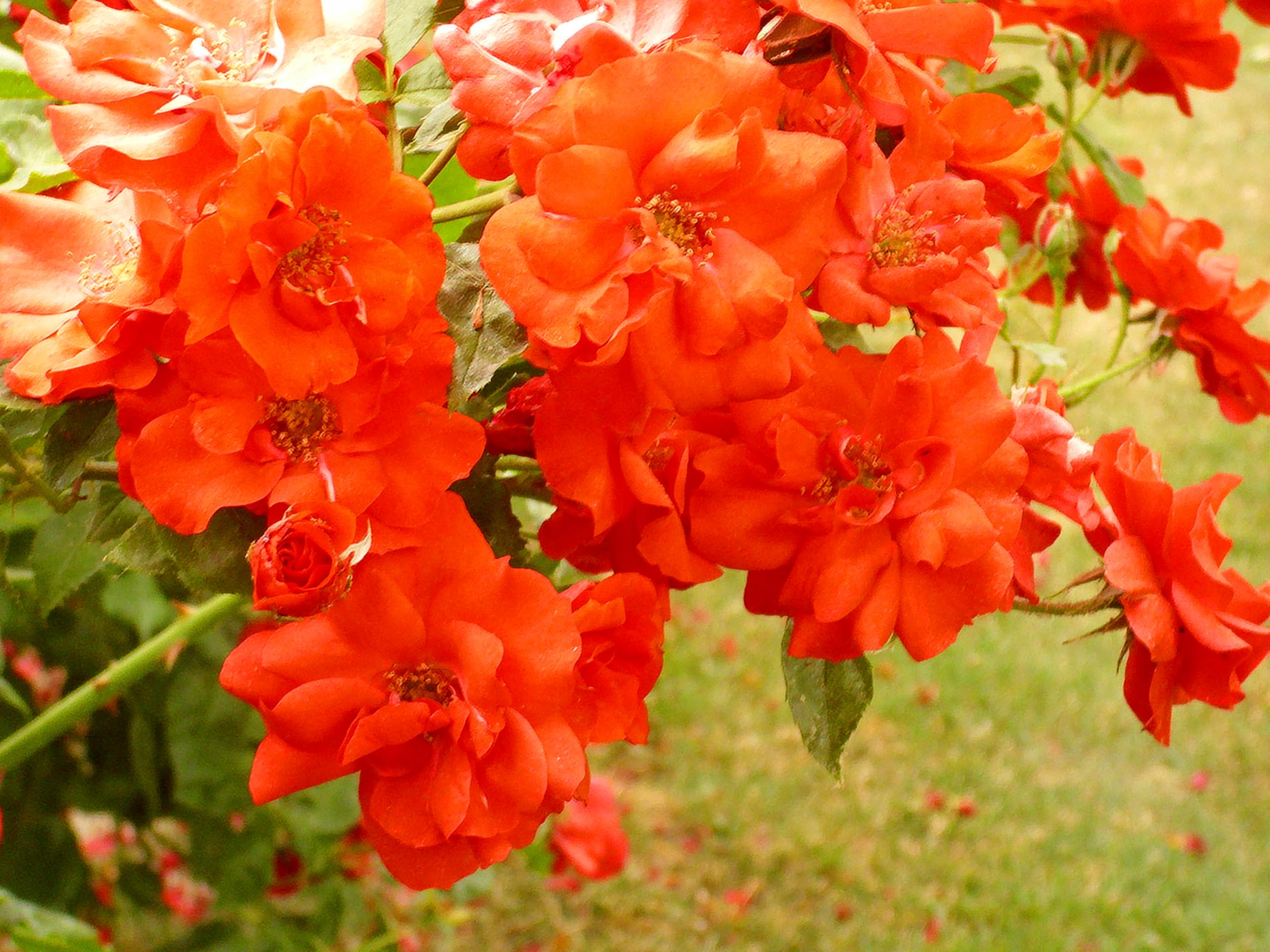 Verdecora Rosal Sevillana en maceta de 3L | Rosa Sevillana | Arbusto de Exterior con Flores Rojas Intensas y Prolongada Floración | Ideal para Jardines, Bordes y Macizos Florales
