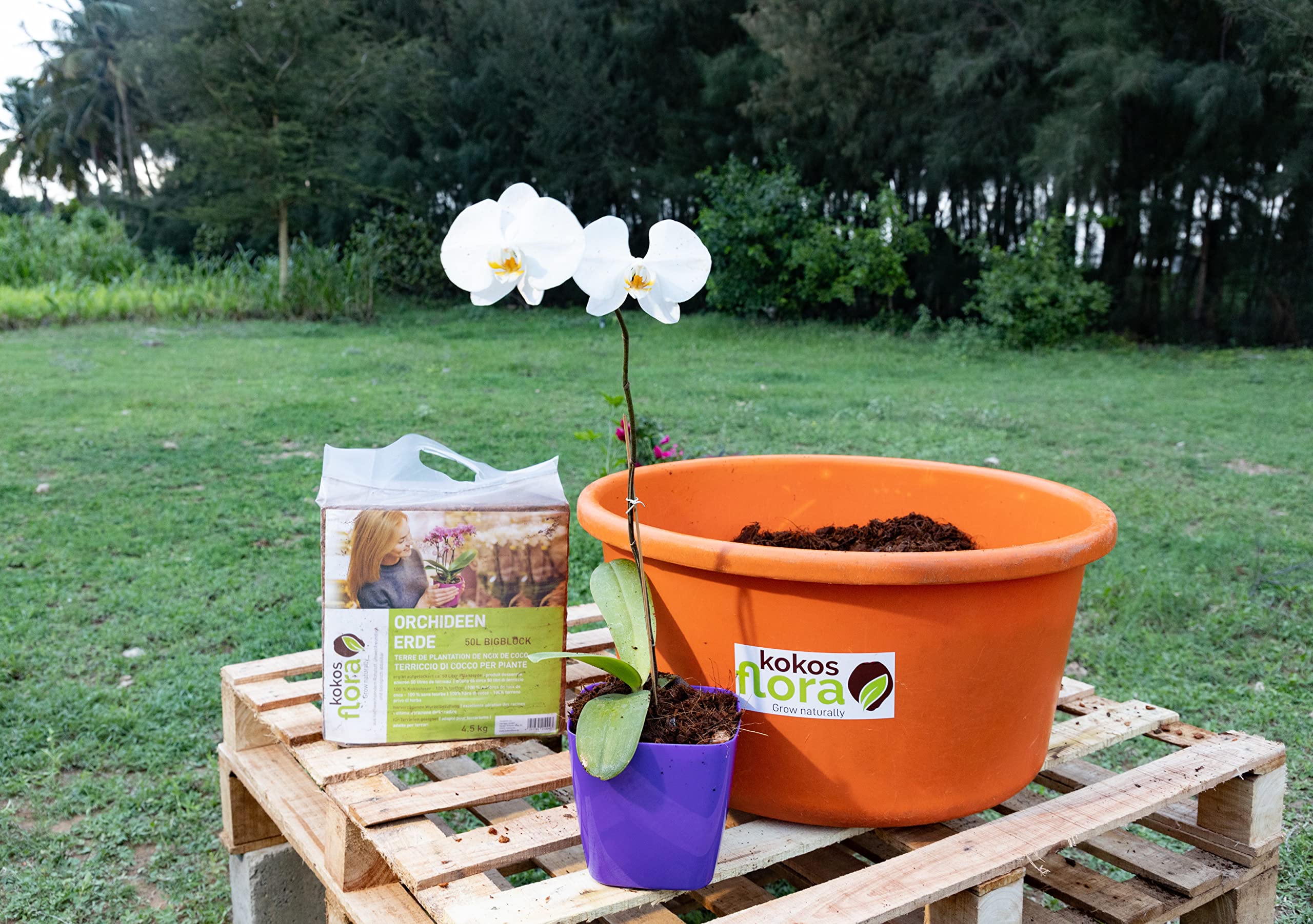 Premium Kokoschips 50L Bigblock - Torffreie Erde für Zimmerpflanzen, Balkonkästen, Gartenbeete, Orchideen - 100% biologisch abbaubar (2 x 4.5 kg - 100 L)