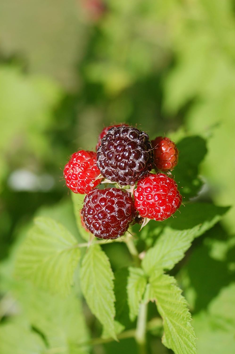 Green Promise Farms Rubus 'Jewel Edible-Shrub, 2-Size Container, Black Raspberry