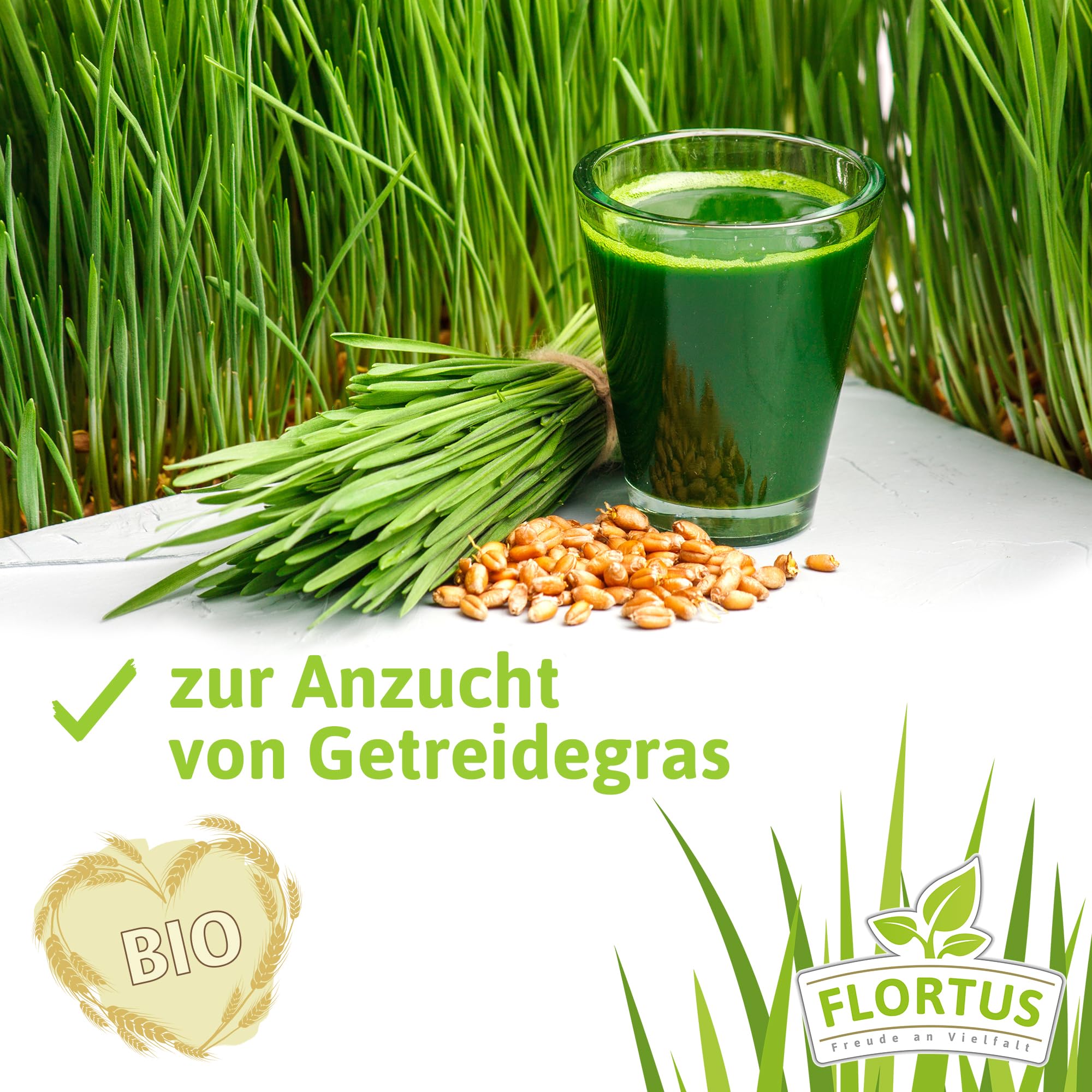 saatgut für balkon Bio-Balkongemüse Samen-Set kaufen