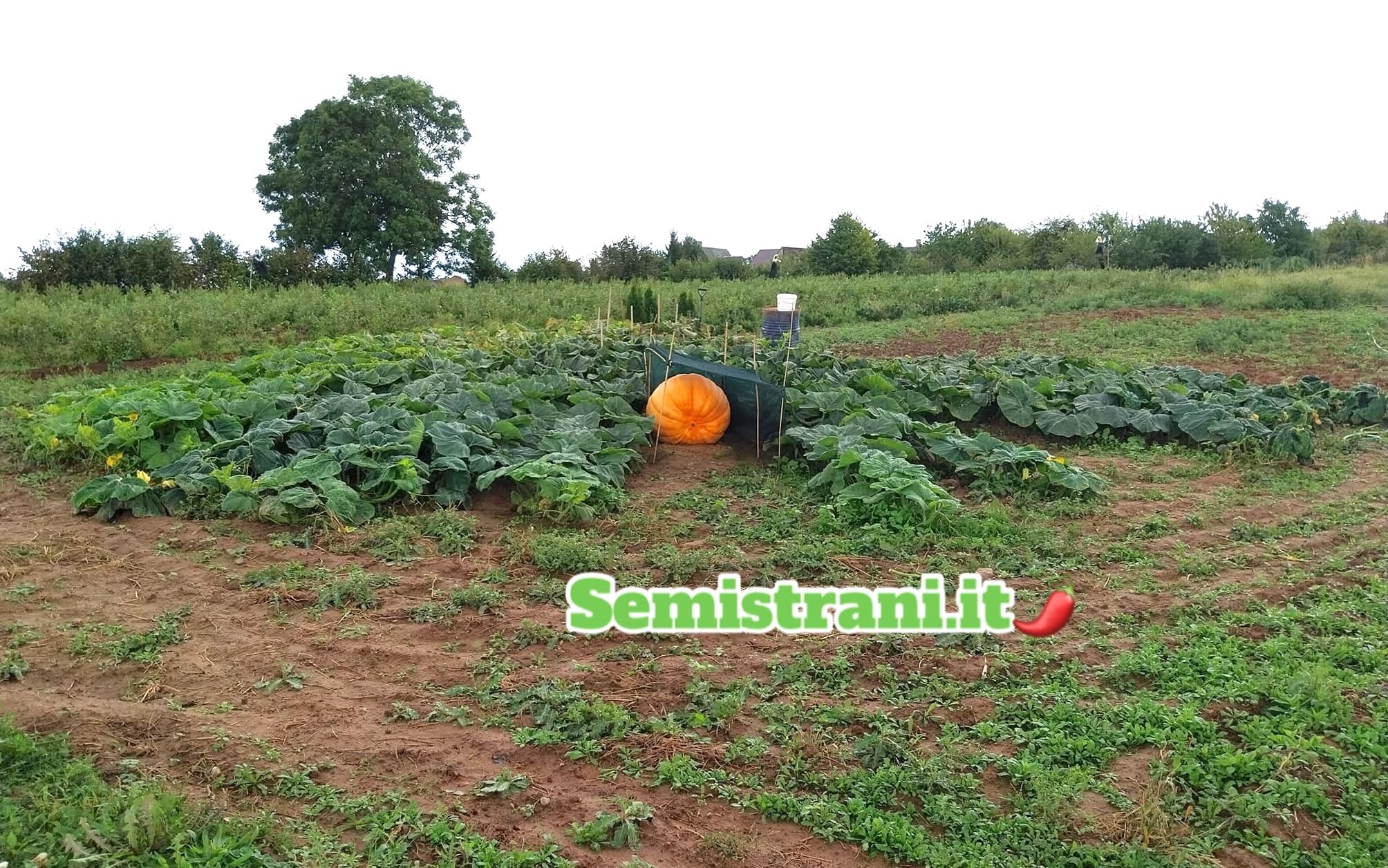 SEMISTRANI.IT - 03 Semi di ZUCCA GIGANTE ATLANTIC GIANT la PIU' GRANDE DEL MONDO con GENETICA da CONCORSO GUINNES DEI PRIMATI + GUIDA COLTIVAZIONE PER PRINCIPIANTI