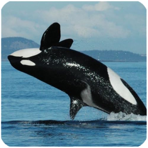 Killer Whale Sounds - //medicalbooks.filipinodoctors.org