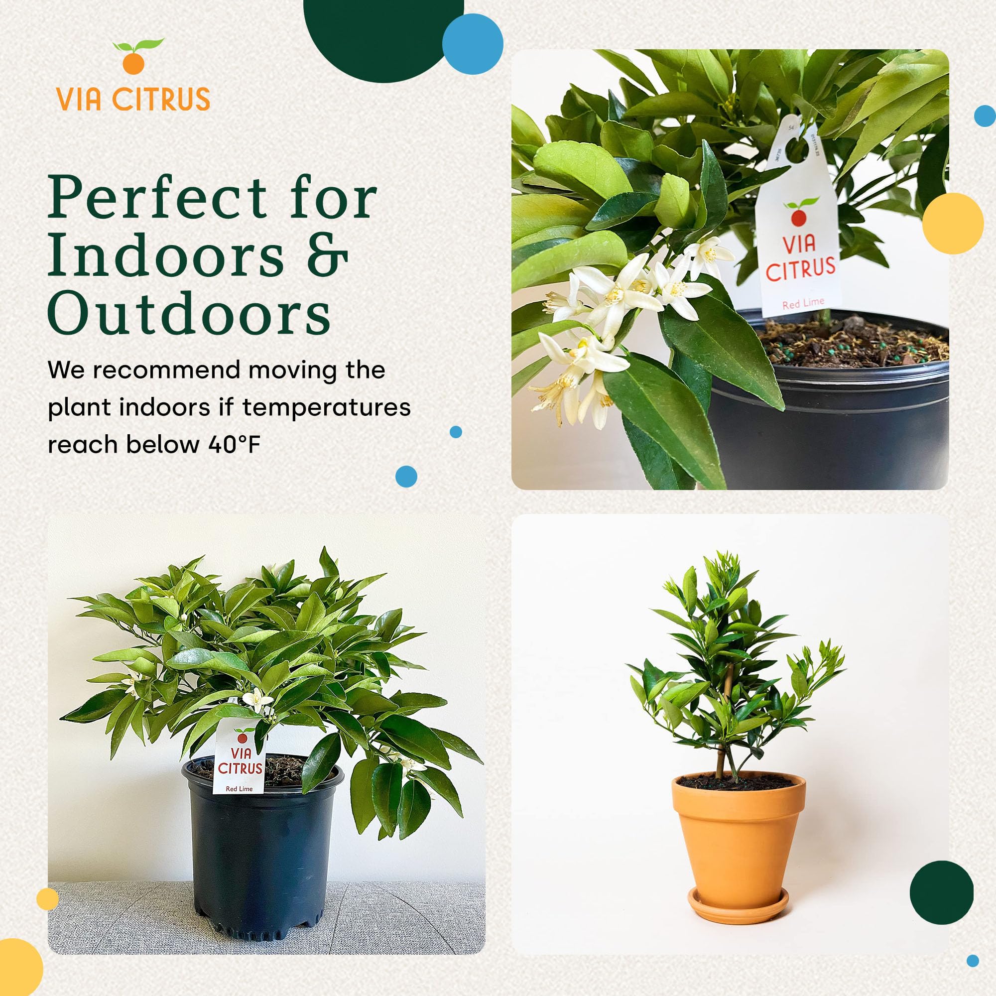 marginata indoor plant Dracaena Dragon Tree Green, Tree Form