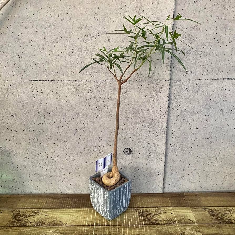 ☆ ボトルツリー•ポプルネウス♪ 陶器 124cm♪ ボトルツリー ブラキキトン ポプルネウス 選べる樹形 6号 陶器鉢