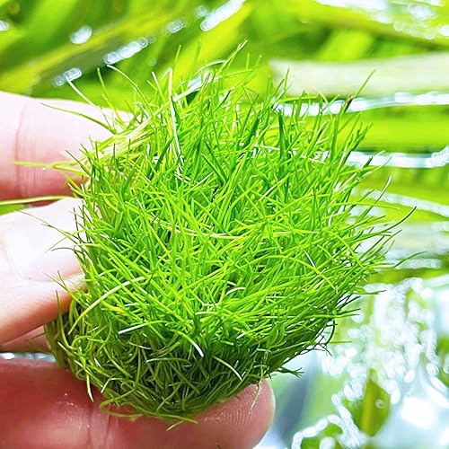 Greenpro  Hierba enana Eleocharis Parvula (media) (Bolsa) Plantas de acuario vivas de granja de EE. UU. Medio para decoración de peceras