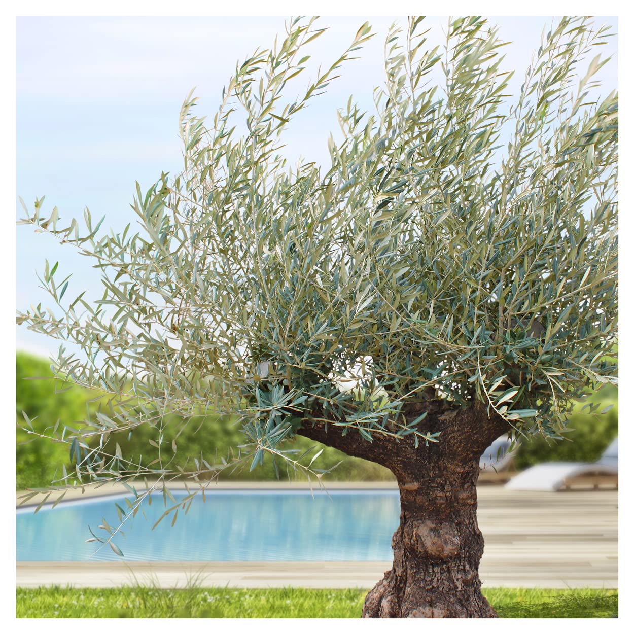 KENTIS - Véritable Bonsaï Olivier Hauteur Environ 200 cm - Olea Europea Bonsaï Circonférence du Tronc Environ 60-100 cm - Plante d'Extérieur pour les Jardins - Plante Ornementale - Olivier