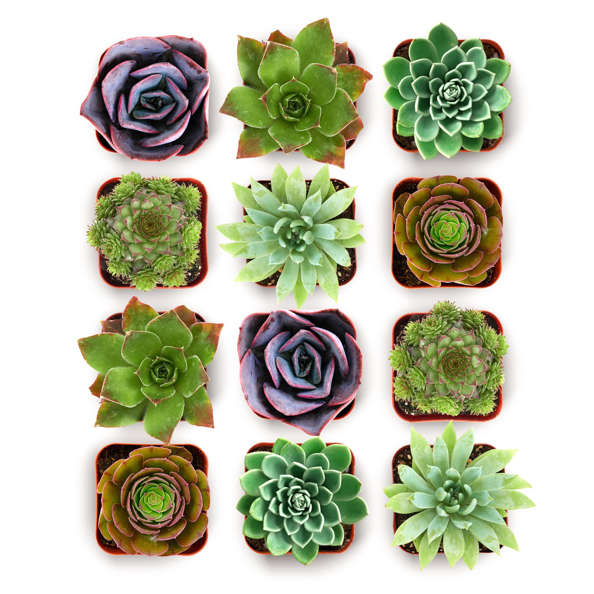 Shop Succulents Echeveria Variety Pack