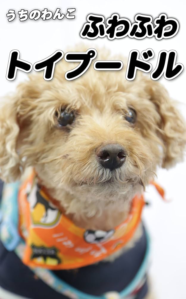 トイプードル 写真集 Amazon.co.jp: うちのわんこ ふわふわ トイプードル 写真集