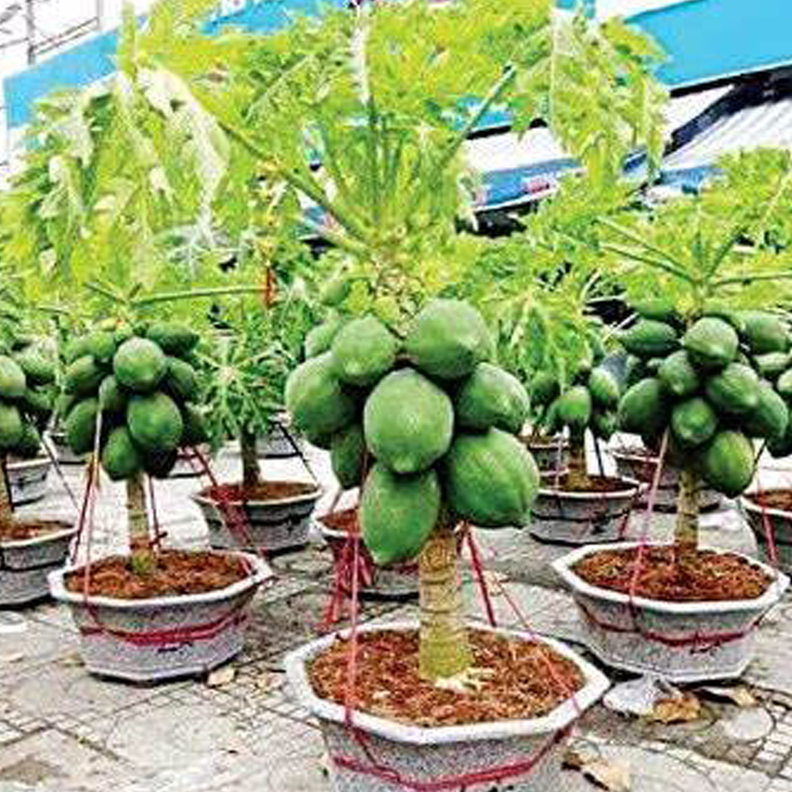 Papaya Seeds (Dwarf variety), Easy grow in pots, Hybrid & Fast Fruiting seeds, 100% organic (B09SZRB4MF) Amazon Price History, Amazon Price Tracker