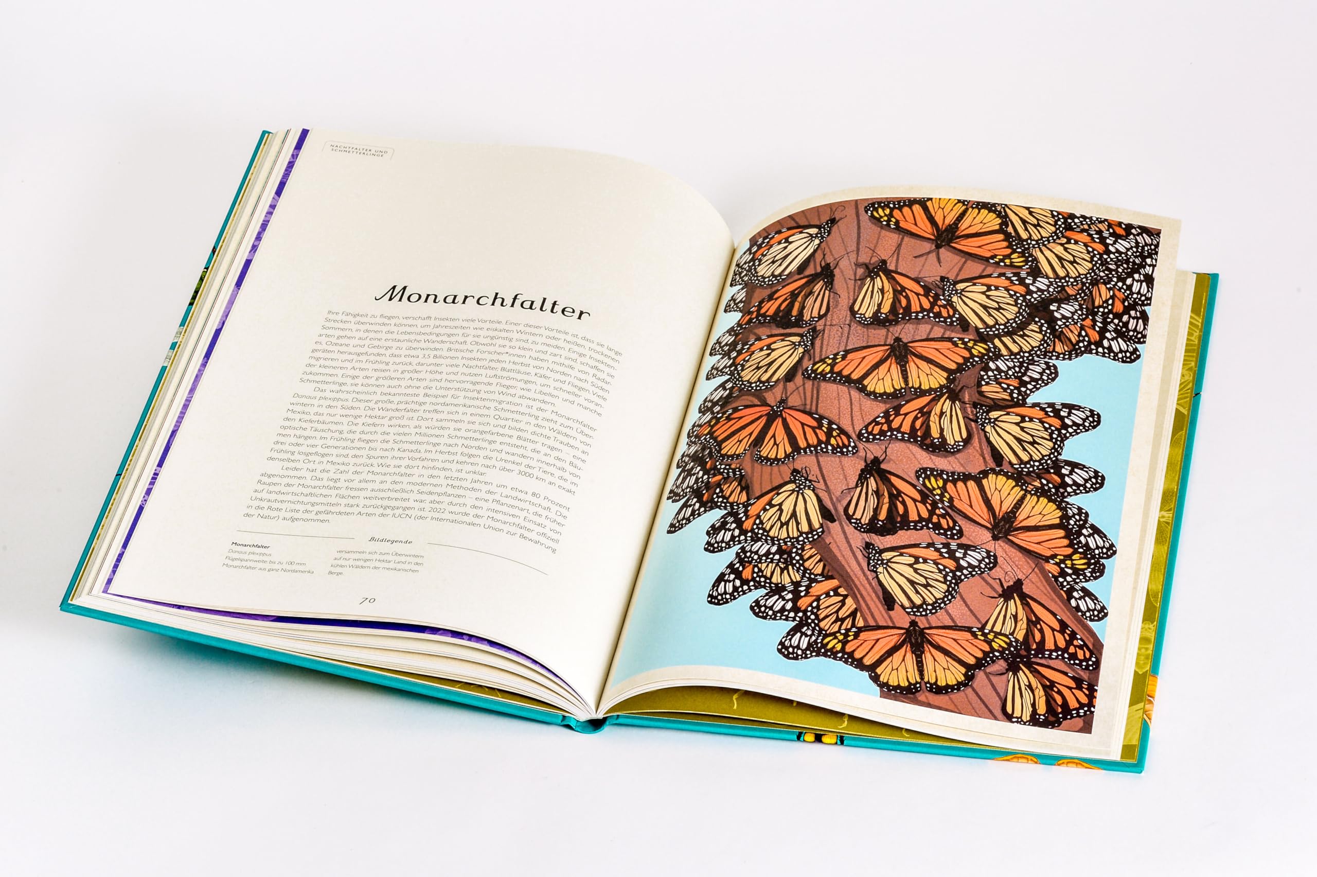 Das Museum der Insekten: Eintritt frei! - Sachbilderbuch im Großformat für Kinder ab 8 Jahren mit faszinierenden Illustrationen von Emily Carter: 16