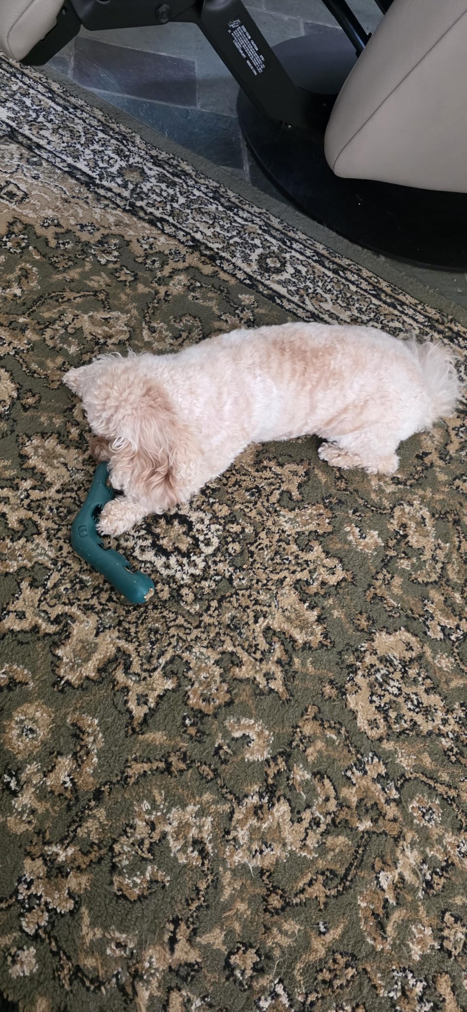 WOOF Bite n' Brush Refills