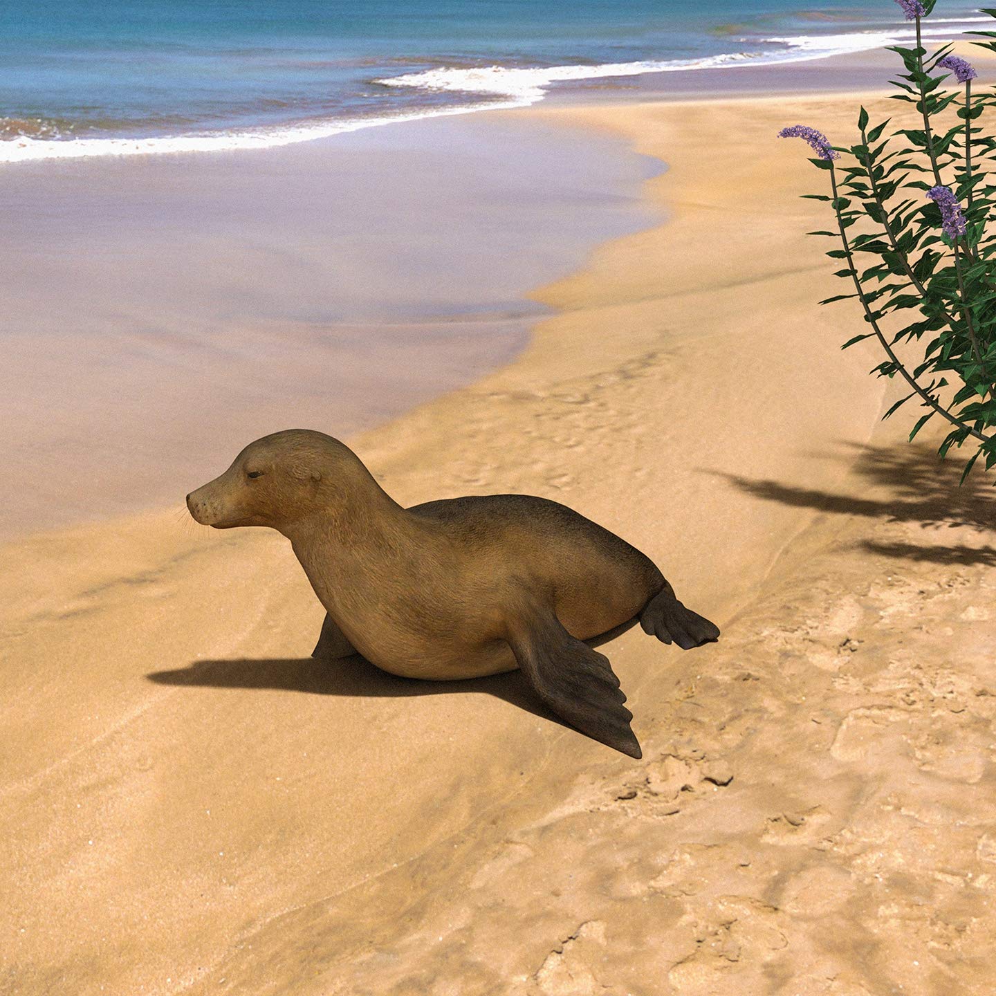 Bonaparte, Acid Pauli