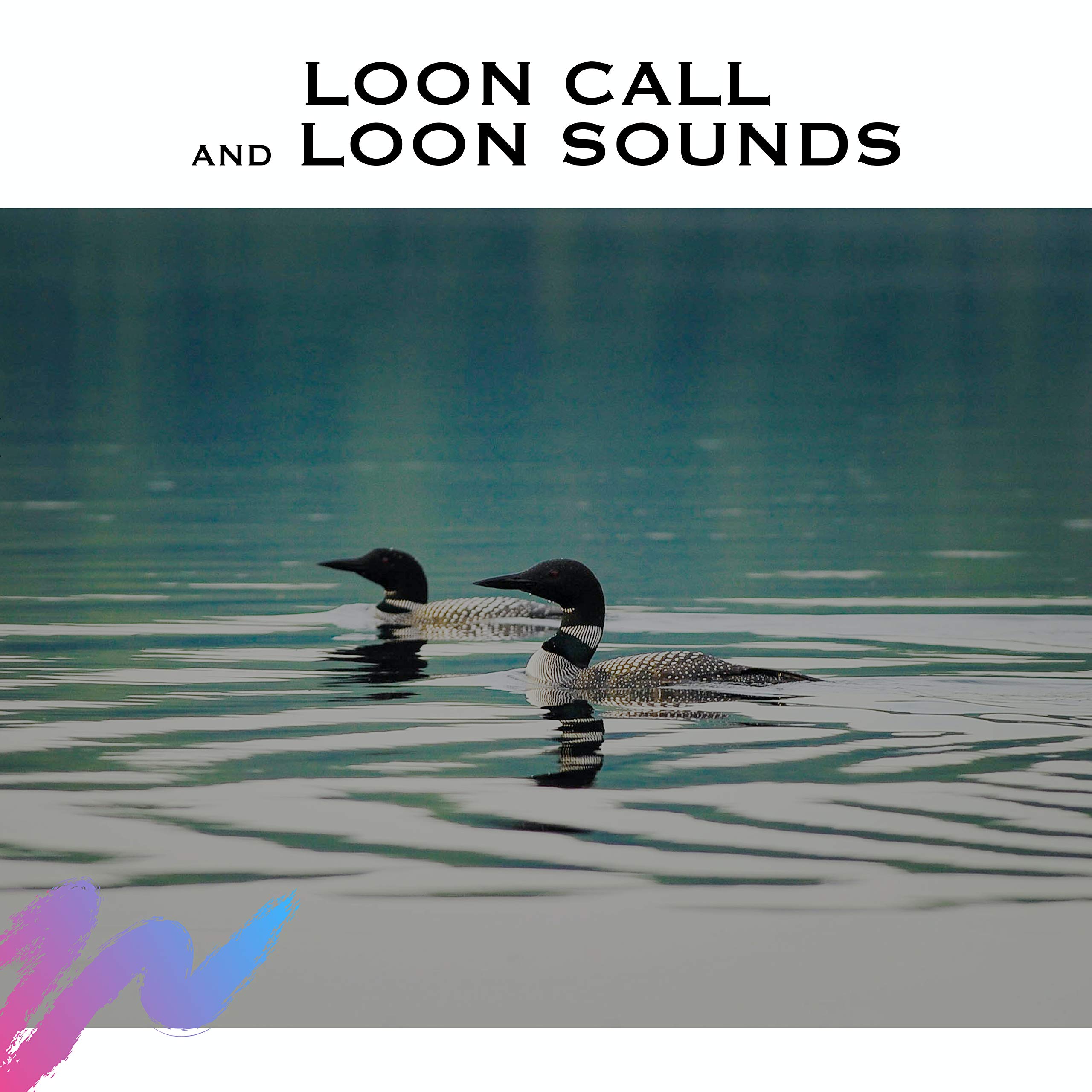 Loon Sounds