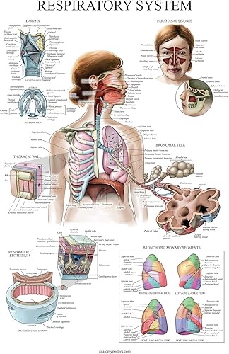 Miniatura 6 de Paquete de 16 pósteres anatómicos laminados musculares, esqueléticos, digestivos, respiratorios, circulatorios, endocrinos, linfáticos, masculinos y