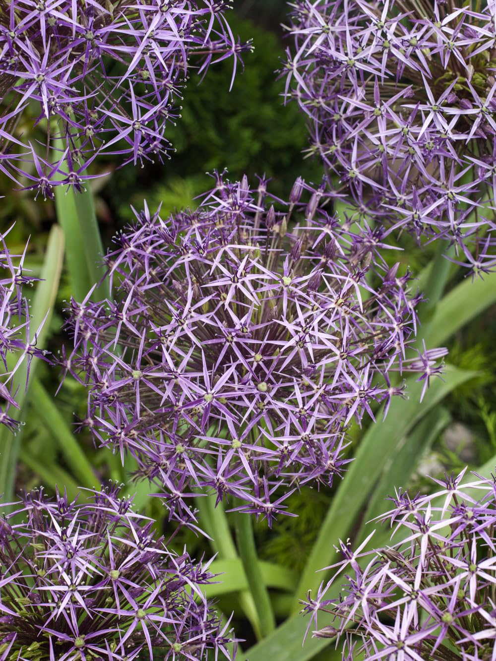 5X Allium Christophii Bulbs 14/16cm Star of Persia Flower Ornamental Garden Perennial