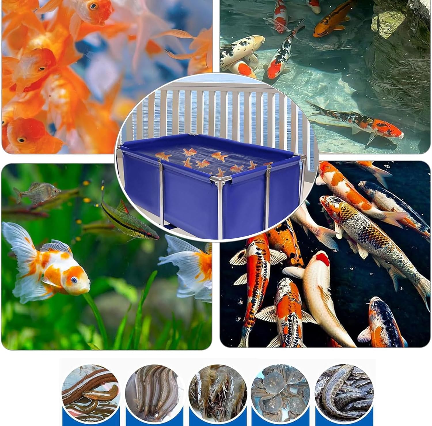 金魚 らんちゅうFRP水槽