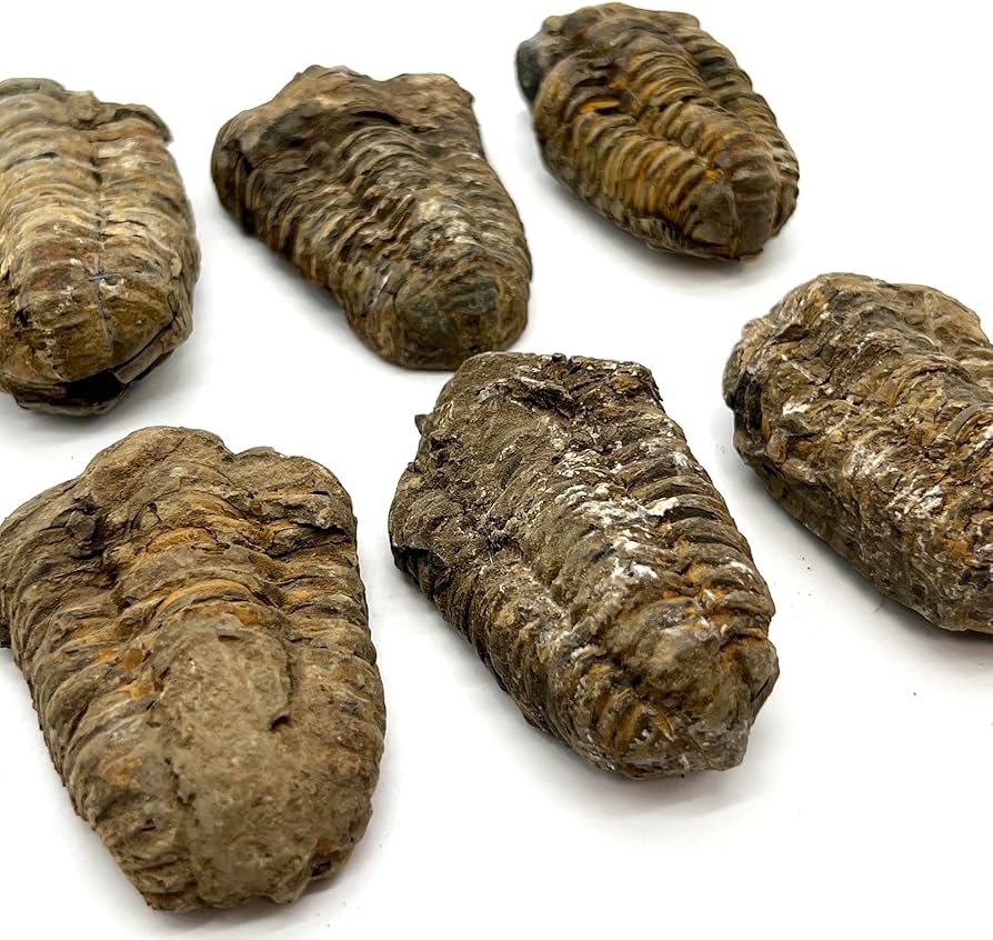 新生代　哺乳類　歯化石　モロッコ　極美麗 新生代 哺乳類 歯化石 モロッコ 極美麗 新生代 哺乳類 歯化石 モロッコ