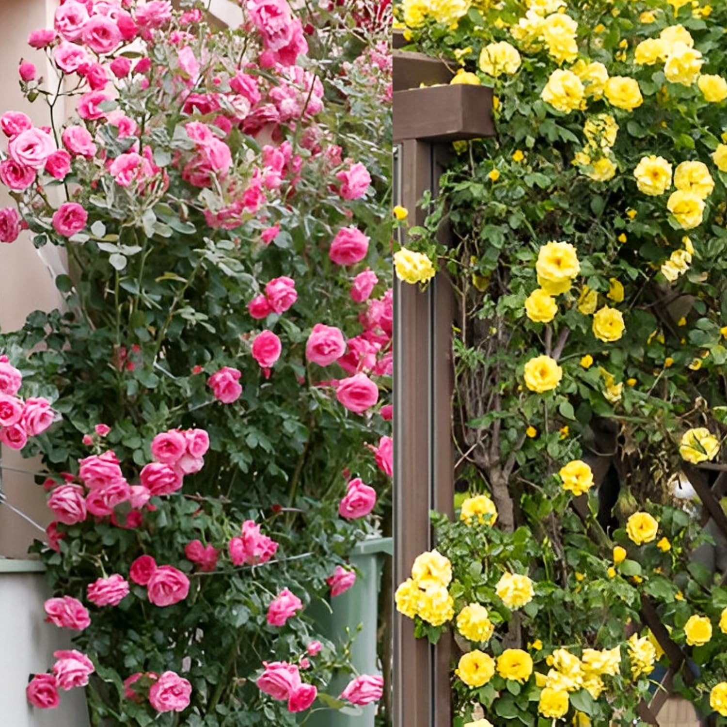 Earth Hopper Imported Hybrid Climbing Rose Flower Mix Seeds, Year-Round Blooms (Pack of 250+ Seeds) - Image 4 thumbnail