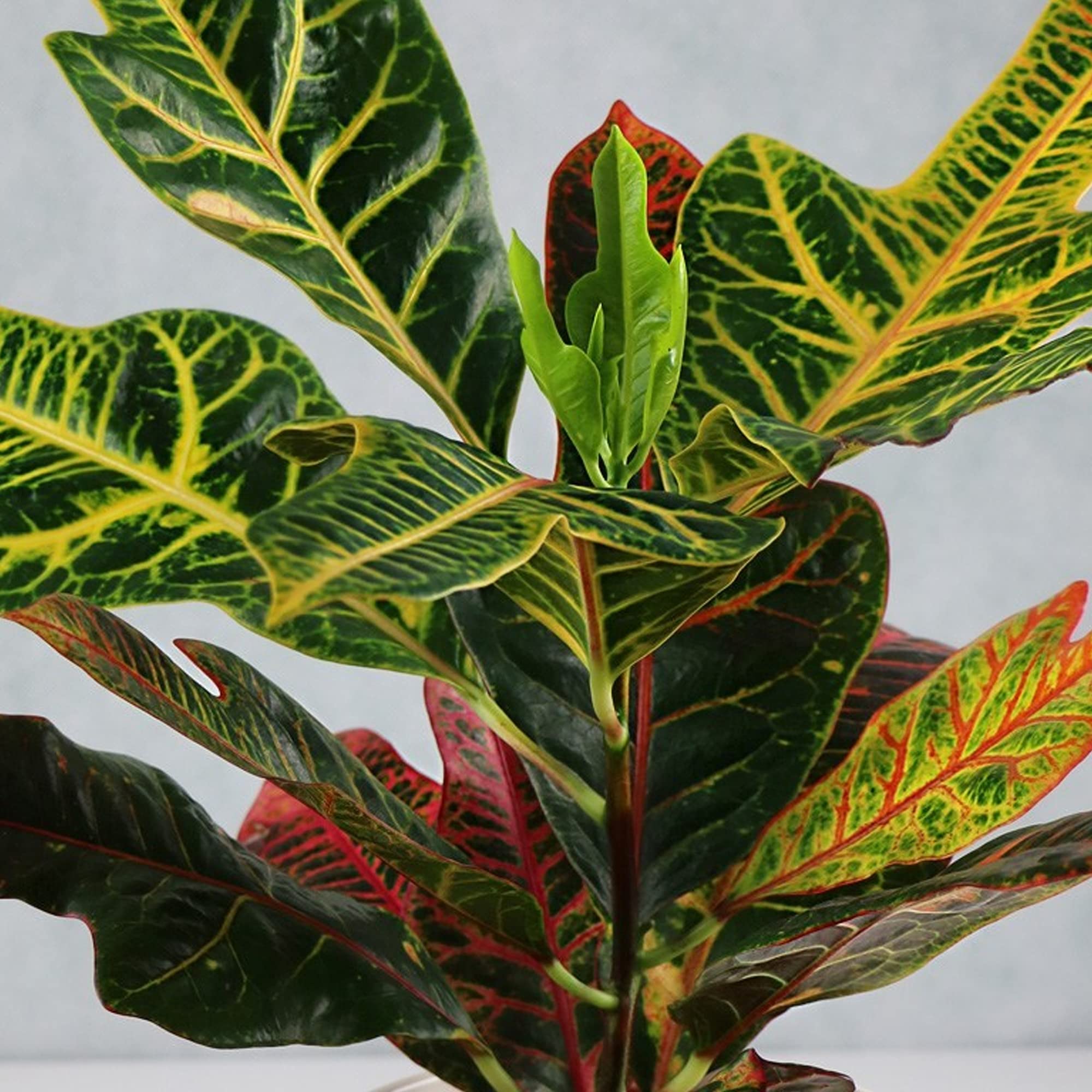 Codiaeum Variegatum Croton Excellent Plante d'intérieur 35-45 cm Pot