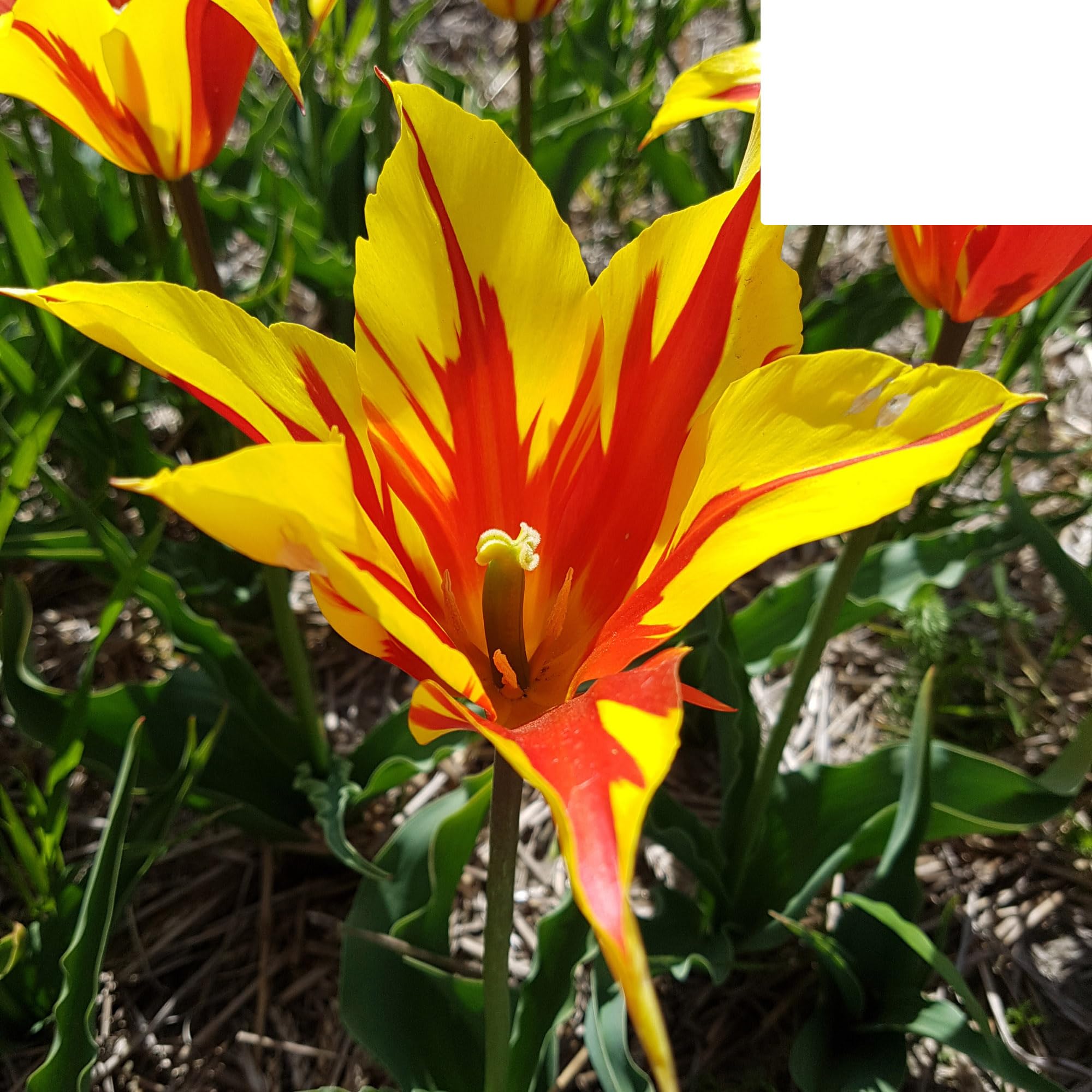 Bulbos de tulipán 'Fire Wings' | 20 Piezas | Tulipán rojo-amarillo flameado - 30-50cm - Ø5cm - bulbo de flor - Planta de jardín