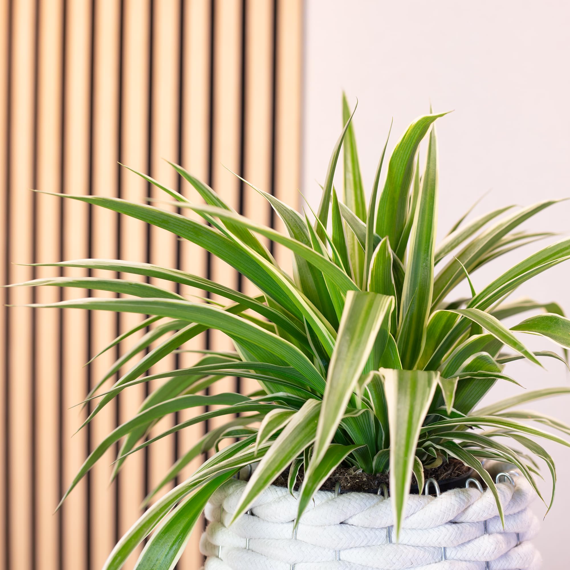 Plante araignée 'Ocean' - plante d'intérieur facile d'entretien, Chlorophytum Comosum - hauteur env. 20 cm, pot-Ø 12 cm Vert