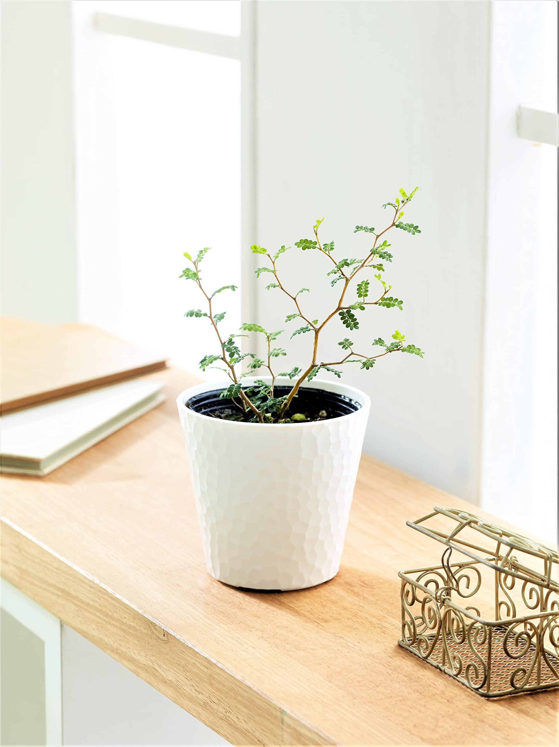 ソフォラ・リトルベイビー　苗　メルヘンの木　観葉植物　はてなの木 Amazon.co.jp: はなみどり 観葉植物 ソフォラ リトルベイビー 1株