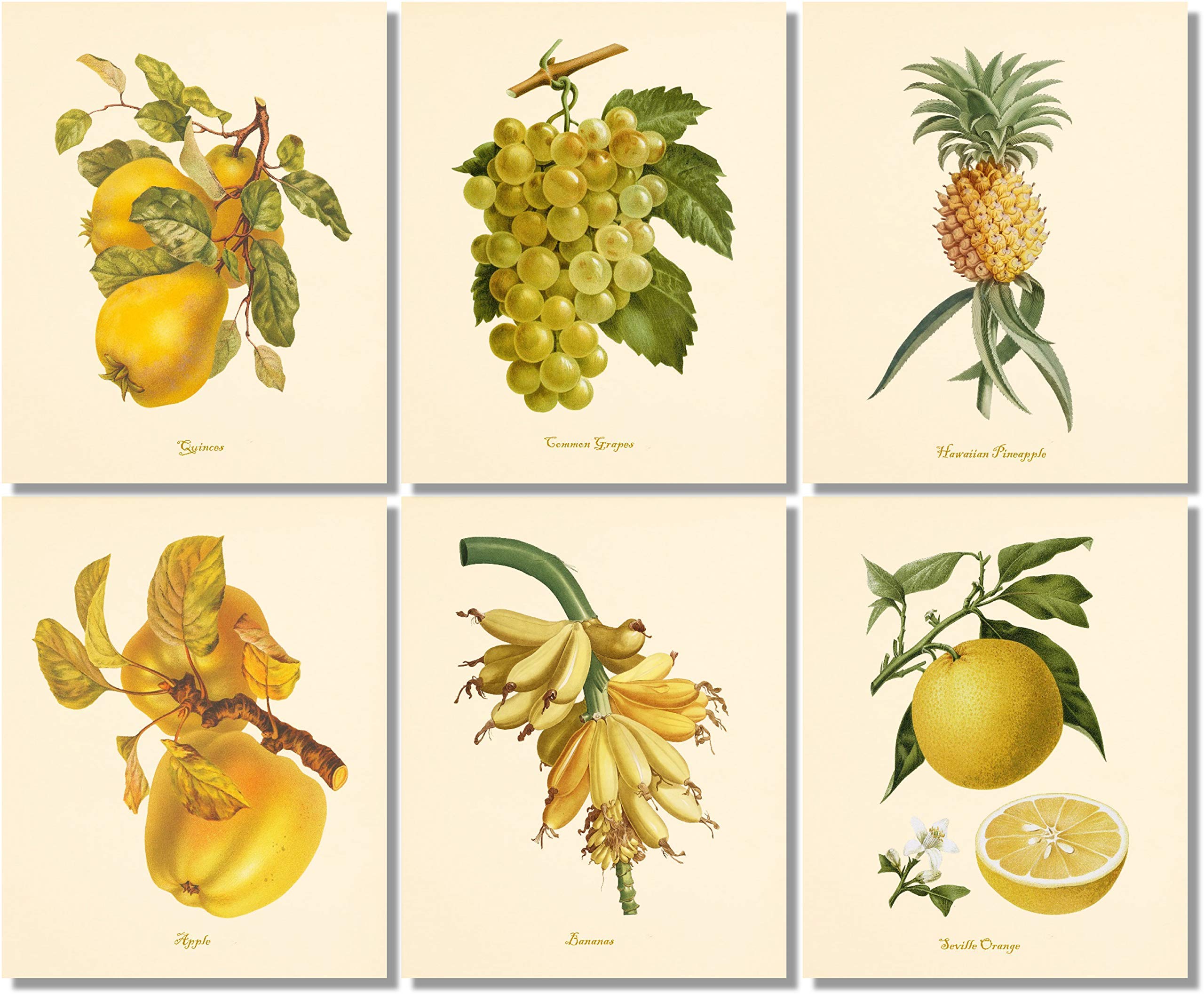 Botanical Prints Wall Art- Vintage Fruit (Set of 6) - 8x10 - Unframed - Pineapple Bananas Pear Lemon