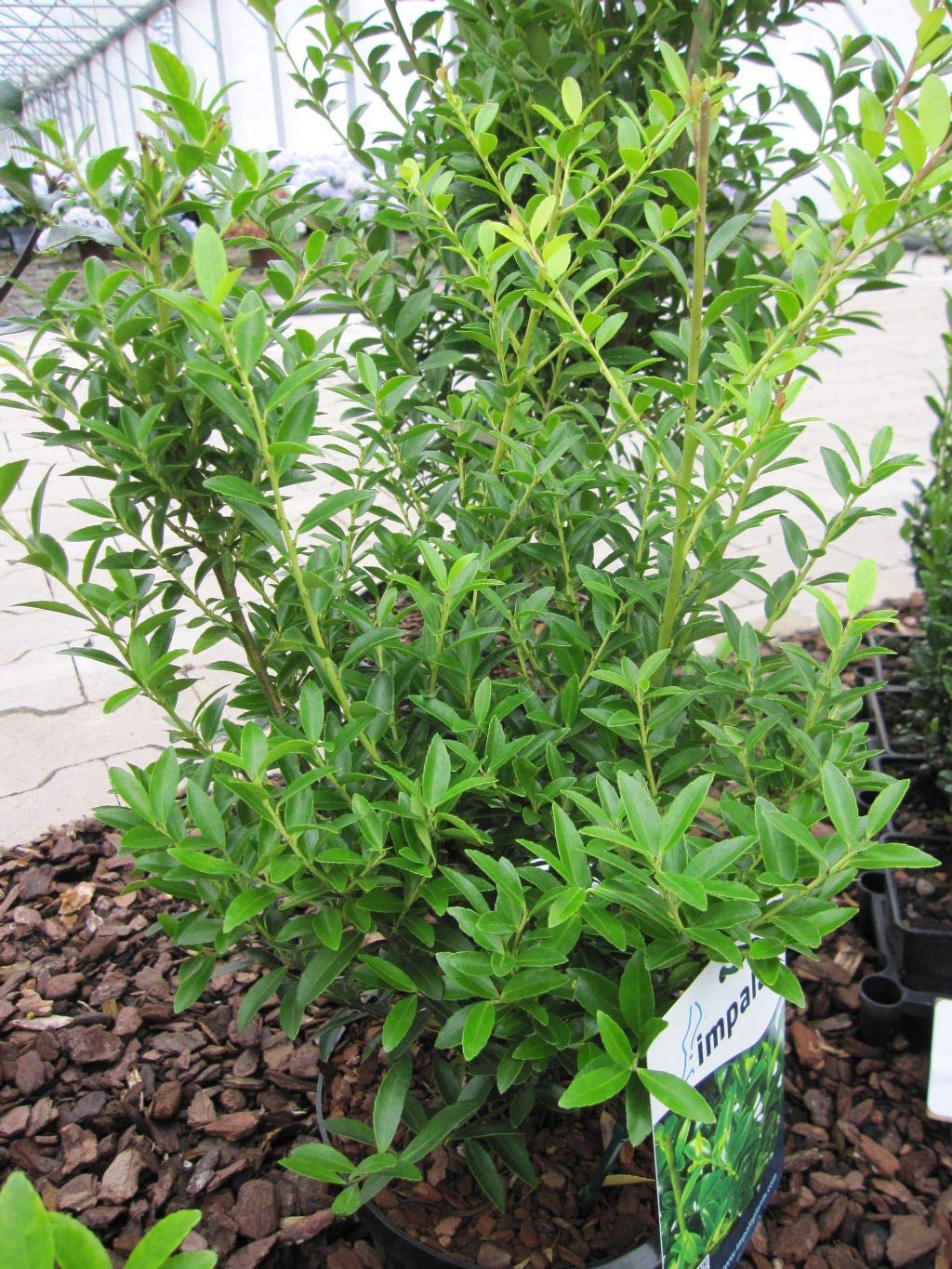 thuja ebay Thuja occi 'Jantar' main image 1