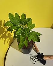Tulsi Plant Live with Pot [ Rama Tulsi & Krishna Tulsi ] (Green | Rama Tulsi Large1)