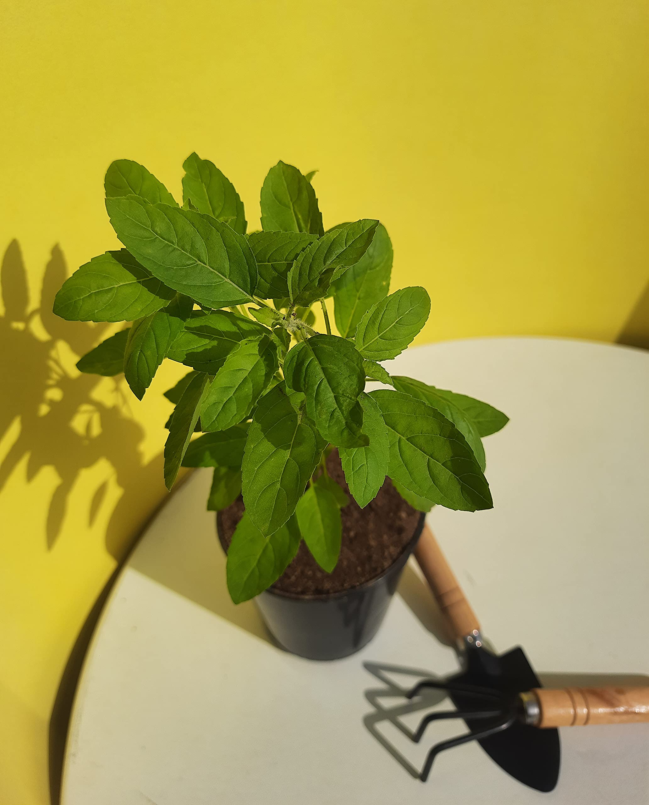 HN Organics Rama Green Tulsi | Indian Holy Basil Herb Plant with Pot for Home Outdoor Kitchen Garden (B0C6QFH8FN) Amazon Price History, Amazon Price Tracker