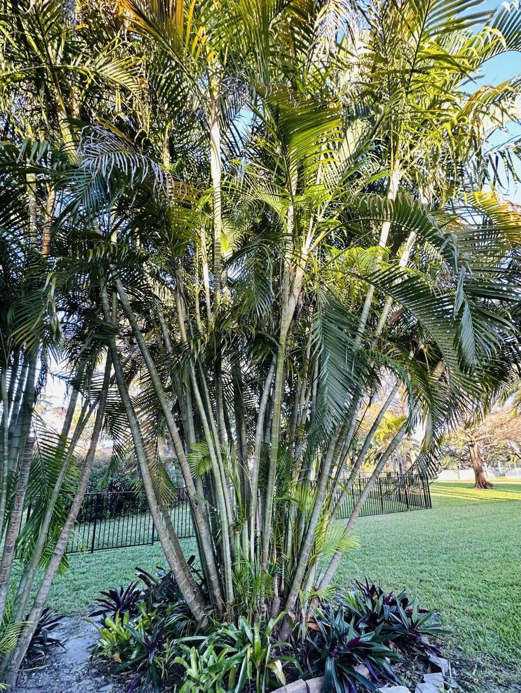 Amazon.com: Dezicakes Five Outdoor Live Plants- Young Starter Areca Palms -  Grows to 20-30 ft in Height Indoor Outdoor Plant- Strong Young Small Plants  : Home & Kitchen
